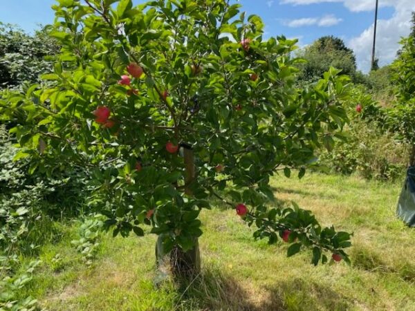 An apple tree at Cobham Community Garden