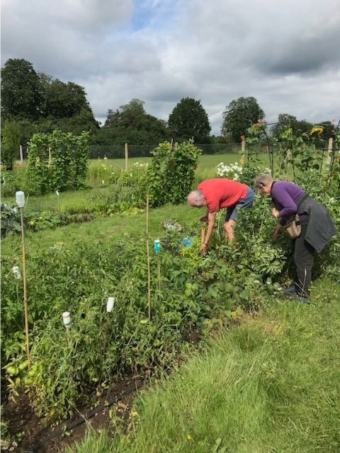 Broad beans being picked at Cobham Community Garden