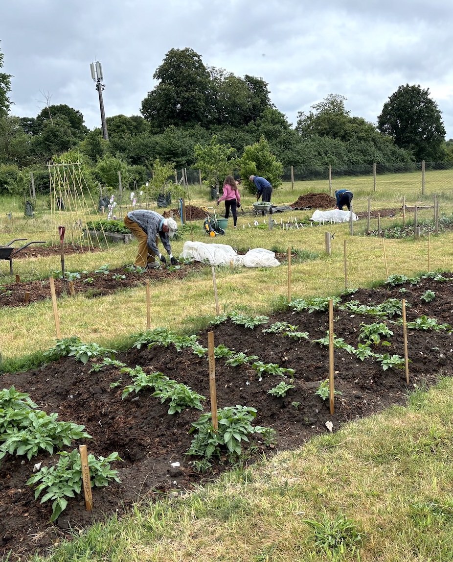 A vegetable bed at Cobham Community Garden