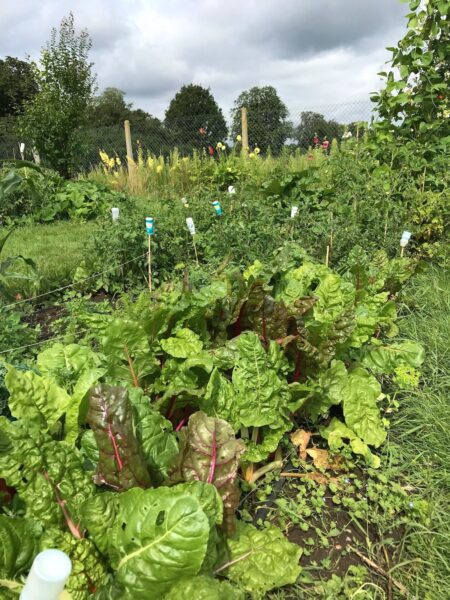 A vegetable bed at Cobham Community Garden