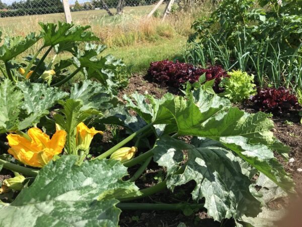 A vegetable bed at Cobham Community Garden